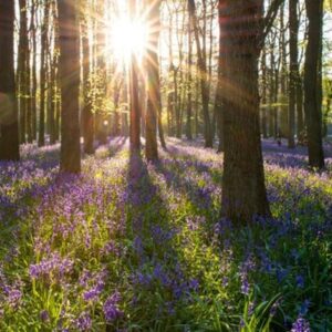 Bluebell Wood Watercolour by Fiona Blake