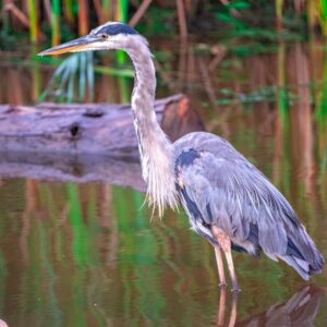 Heron in the Reeds Wildlife Photo by Sarah Kent