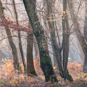 Misty Morning on the Meadow Photo by Sarah Kent