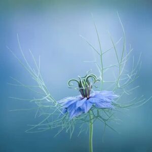 Wildflower Close-Up Macro by Sarah Kent