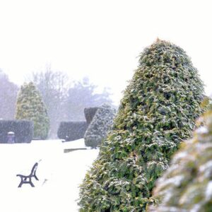 Winter Woodland Photo by Sarah Kent